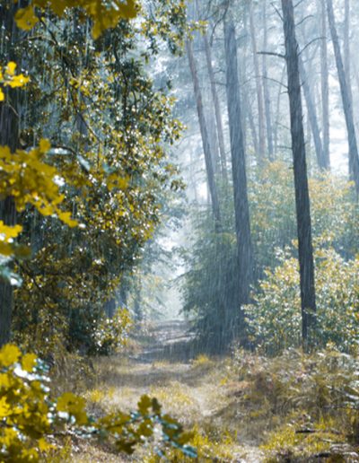Geburtstagsfahrt „Dahlener Heide" mit dem Reisebüro Happyday Niederwiesa Spaziergang in einem schönen Waldgebiet